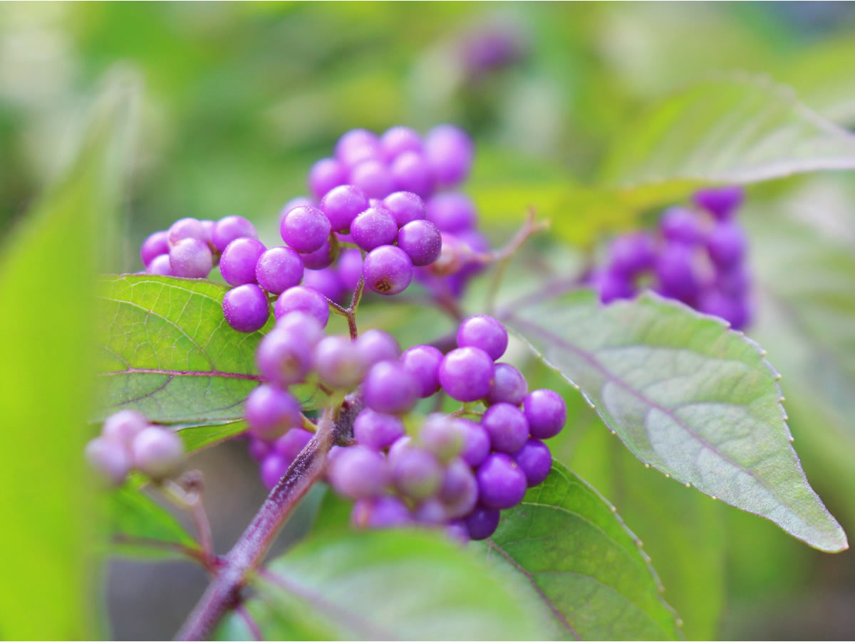 ムラサキシキブ