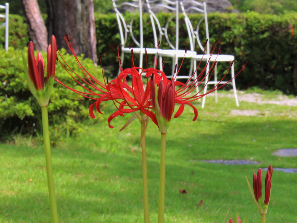 マンジュシャゲ