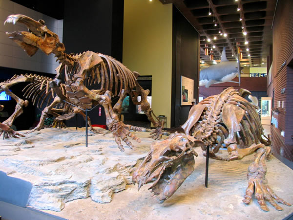 県立・自然の博物館